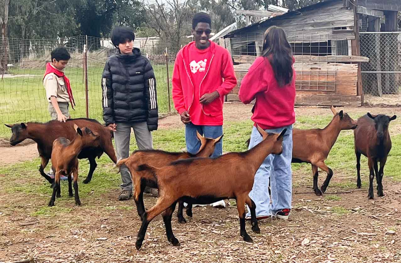 Troop 447 Scouts outside, surrounded by goats